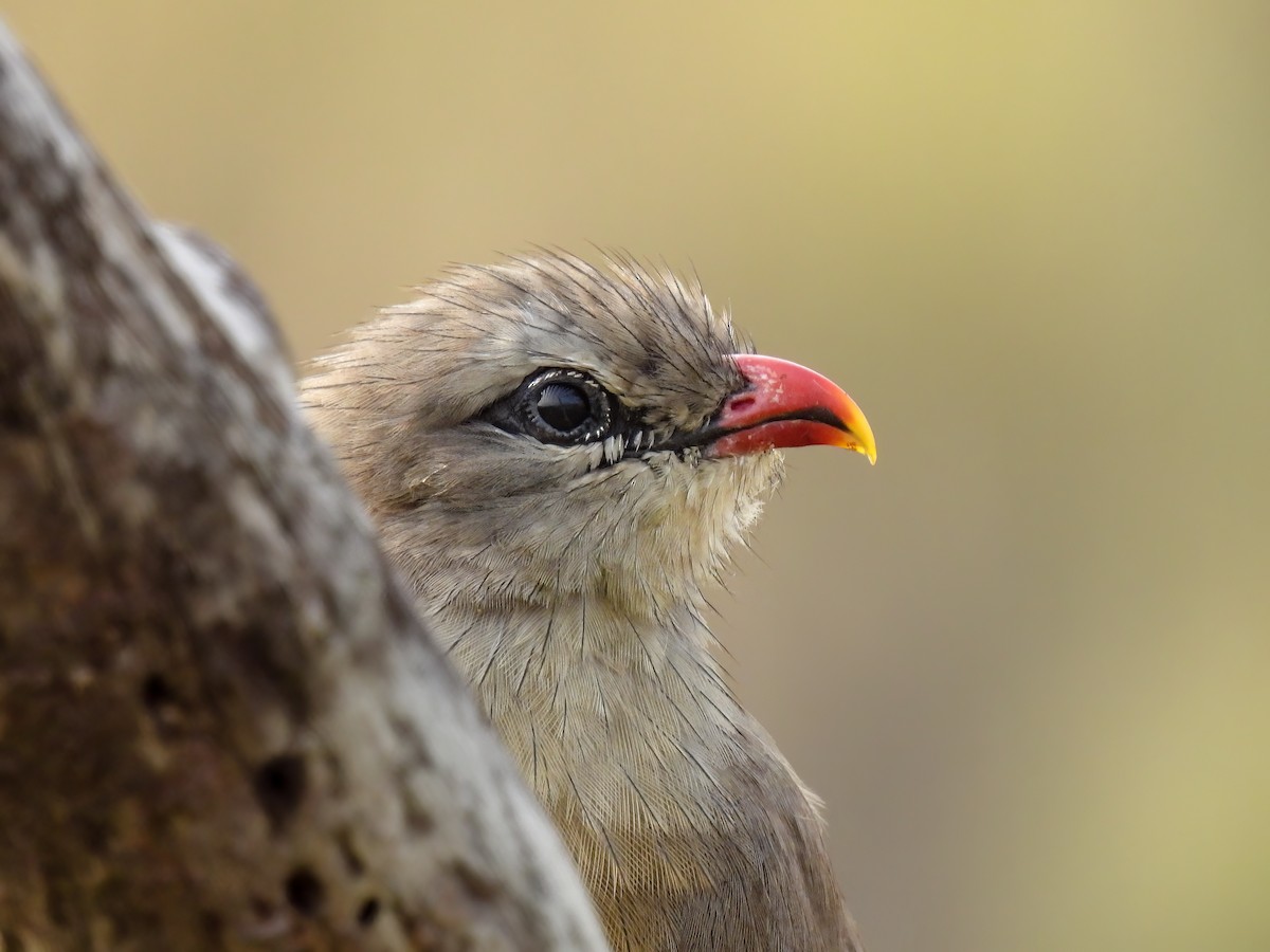 Sirkeer Malkoha - Ramesh Desai