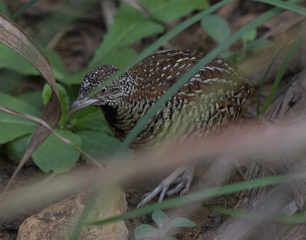 Barred Buttonquail - ML611116158