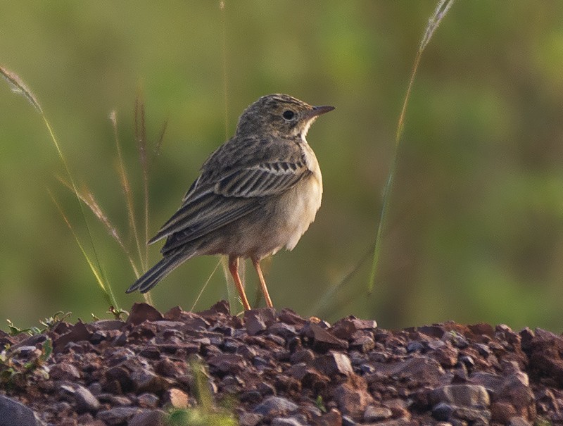 Blyth's Pipit - ML611116170