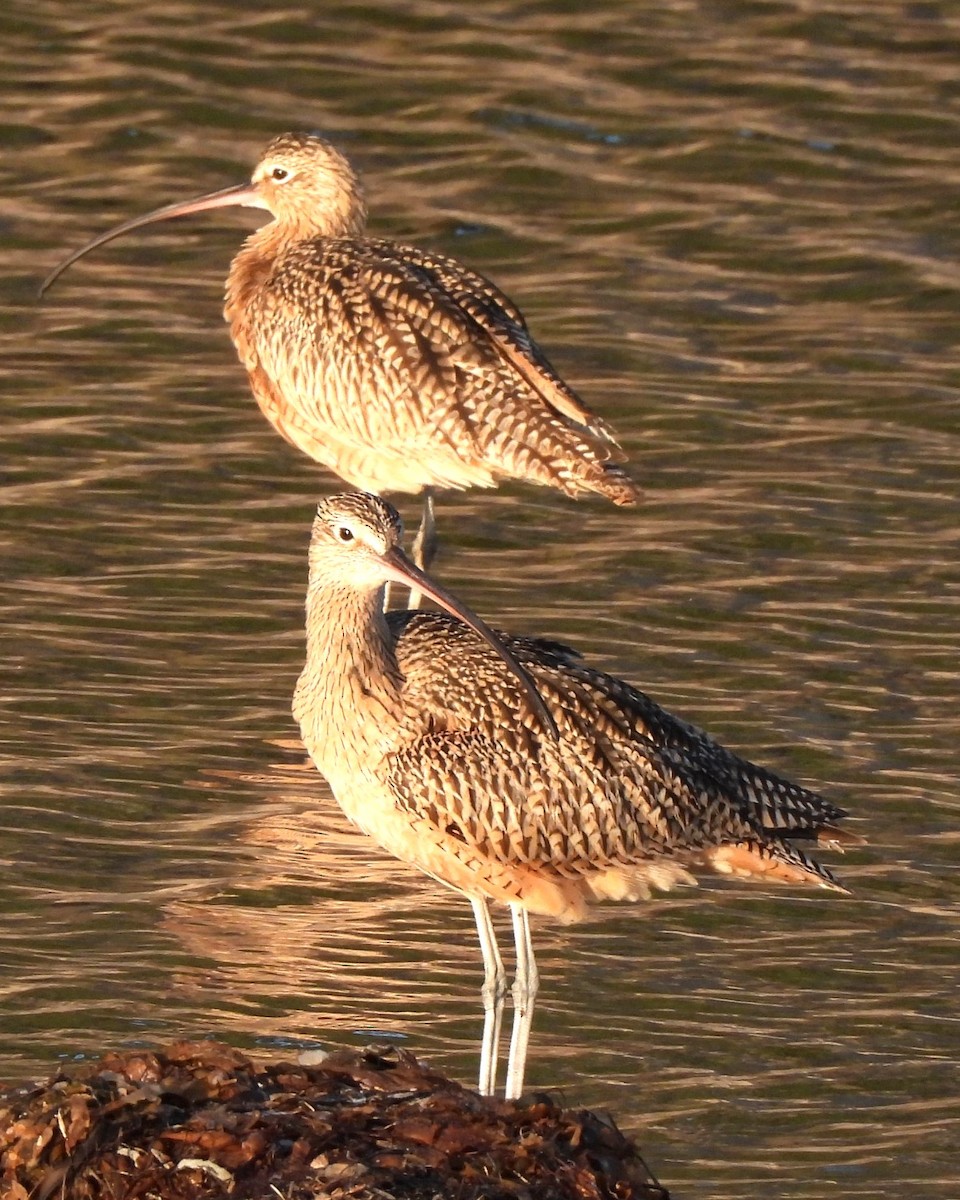 Long-billed Curlew - ML611116173