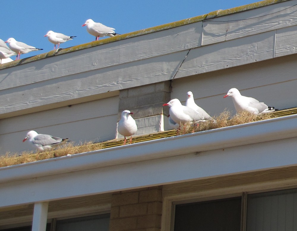 Silver Gull - ML611116224