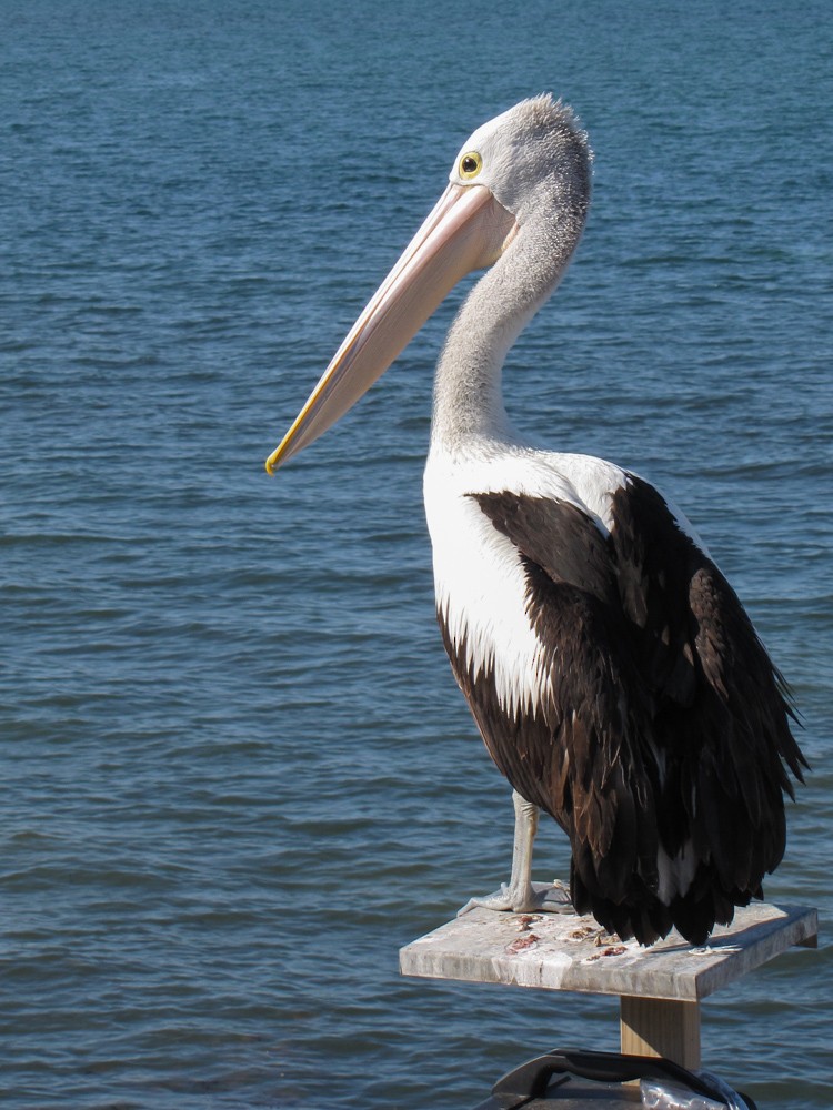 pelikán australský - ML611116234