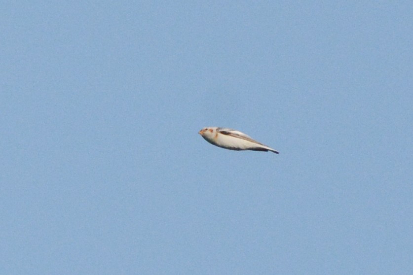 Snow/McKay's Bunting - ML611116297