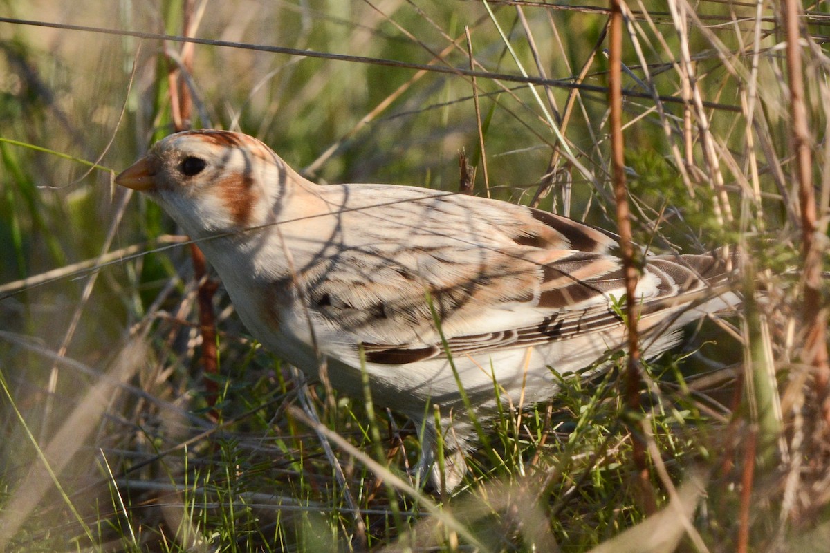 Snow/McKay's Bunting - ML611116299