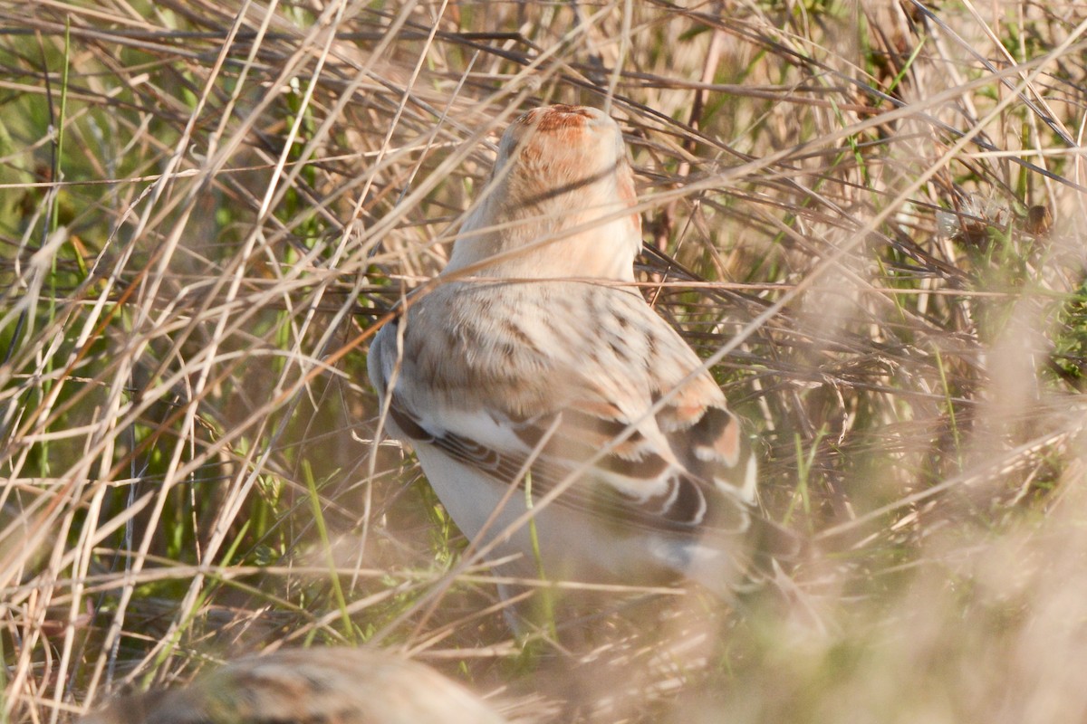 Snow/McKay's Bunting - ML611116303