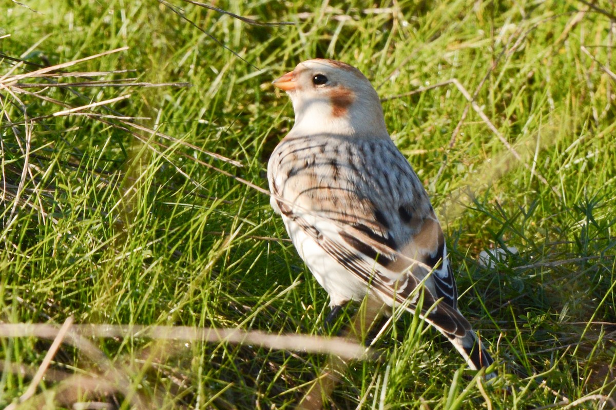 Snow/McKay's Bunting - ML611116305