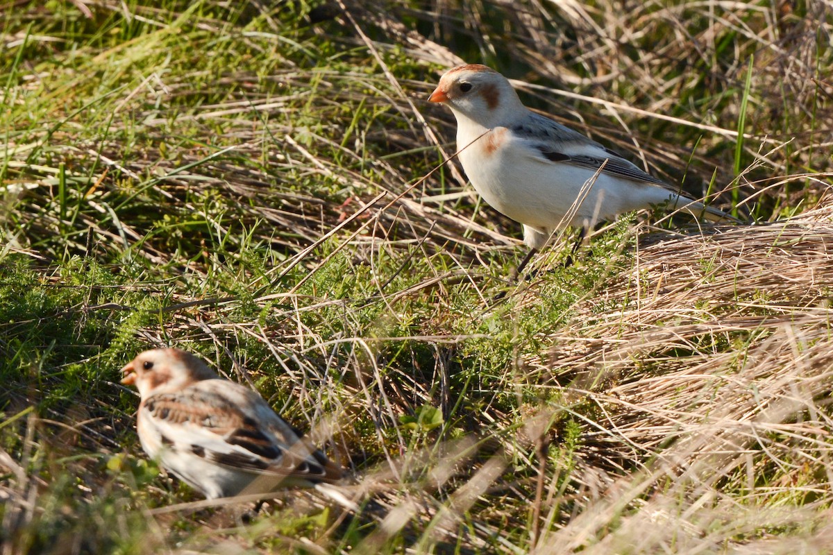 Snow/McKay's Bunting - ML611116307