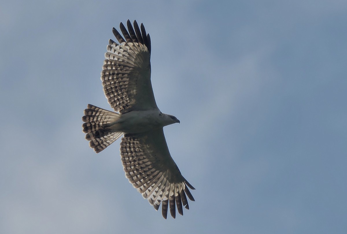 Flores Hawk-Eagle - Michel Kohler et Céline Schneider