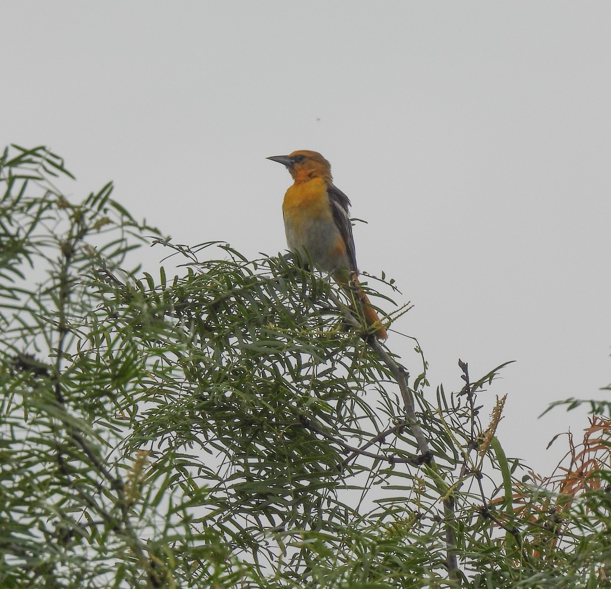 Bullock's Oriole - ML611116391