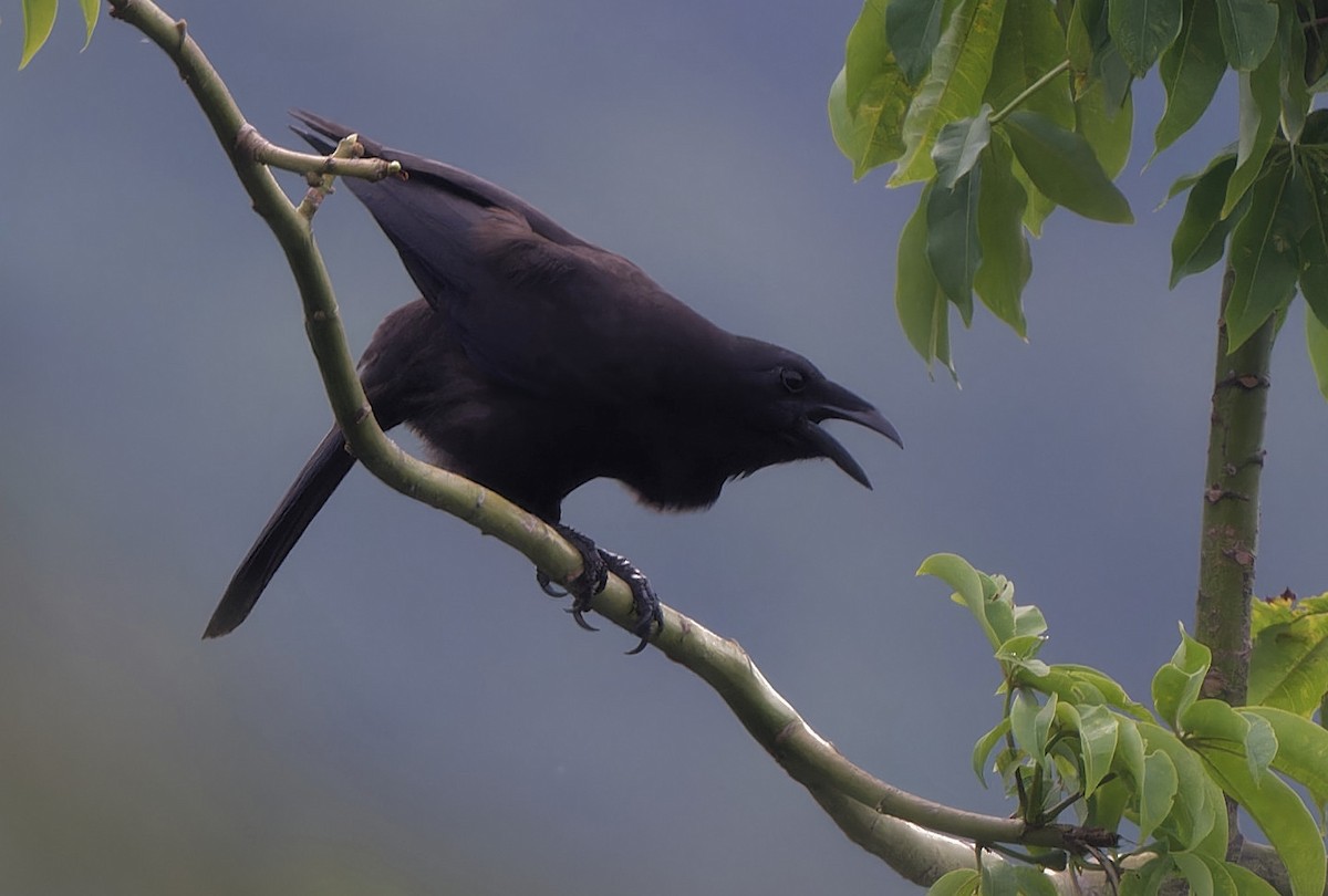 Flores Crow - ML611116396