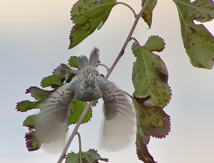 Brewer's Sparrow (breweri) - Patrick McGill