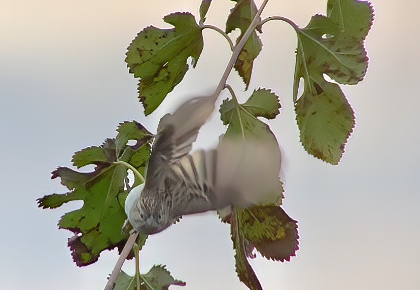 Brewer's Sparrow (breweri) - Patrick McGill