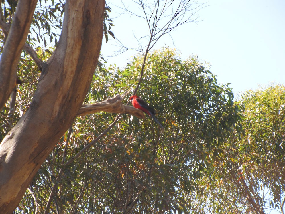 Crimson Rosella - ML611116450