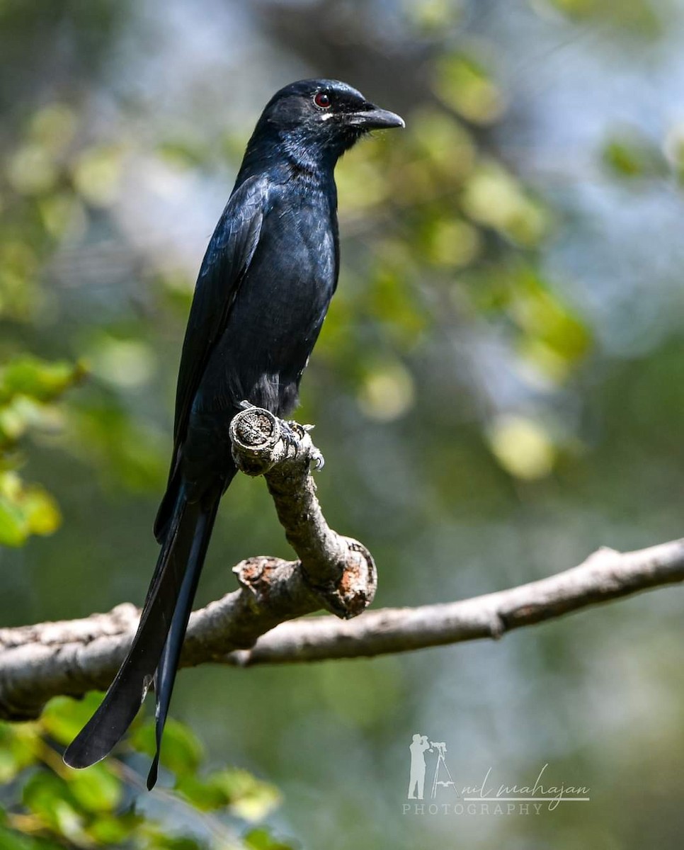 Black Drongo - Anil Mahajan