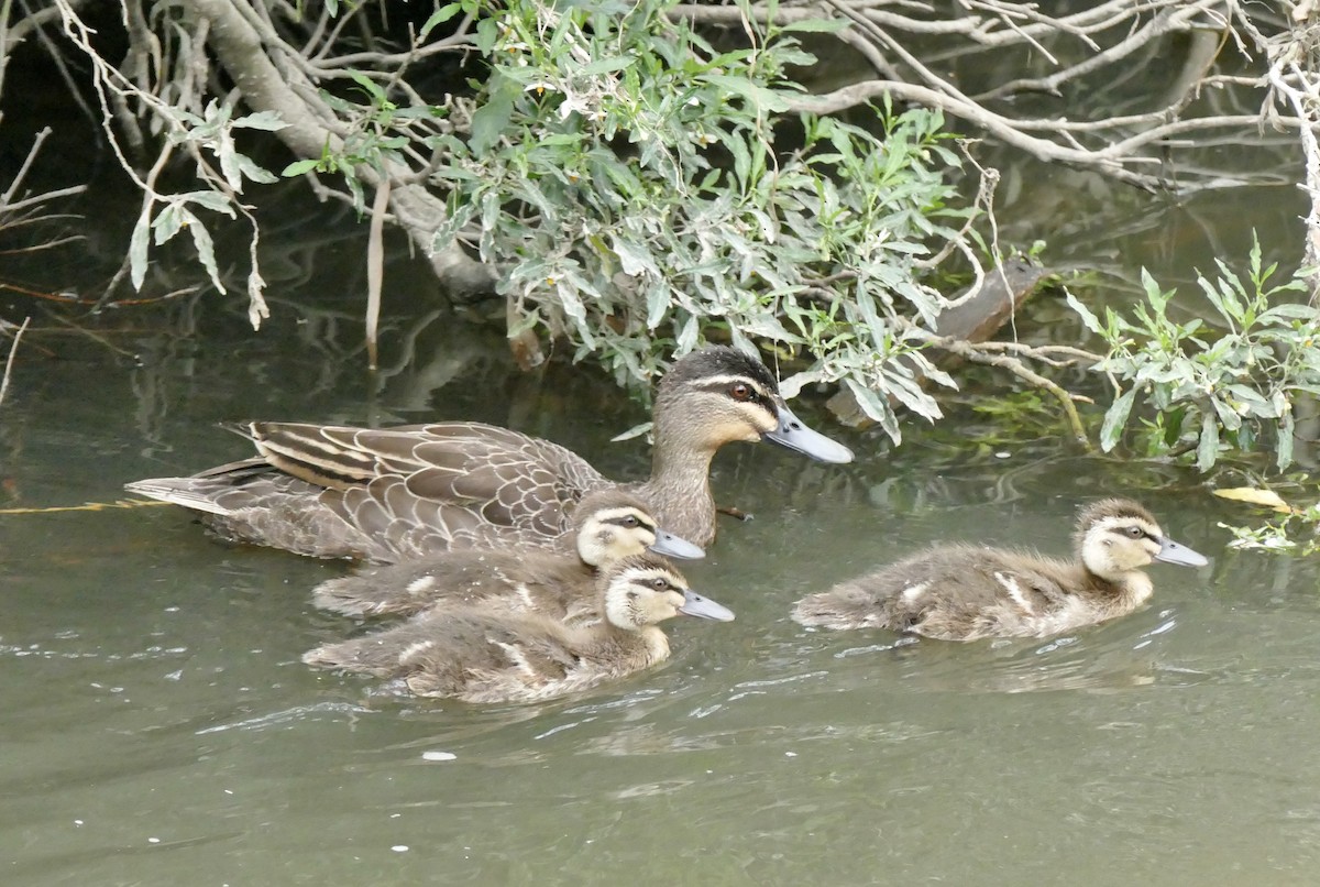 Pacific Black Duck - ML611116500