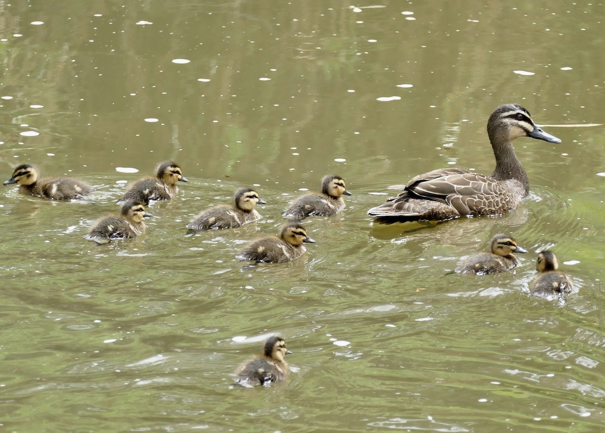 Pacific Black Duck - ML611116501