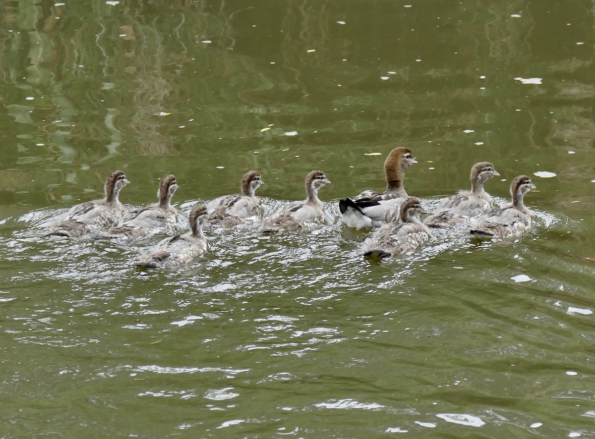Maned Duck - ML611116509
