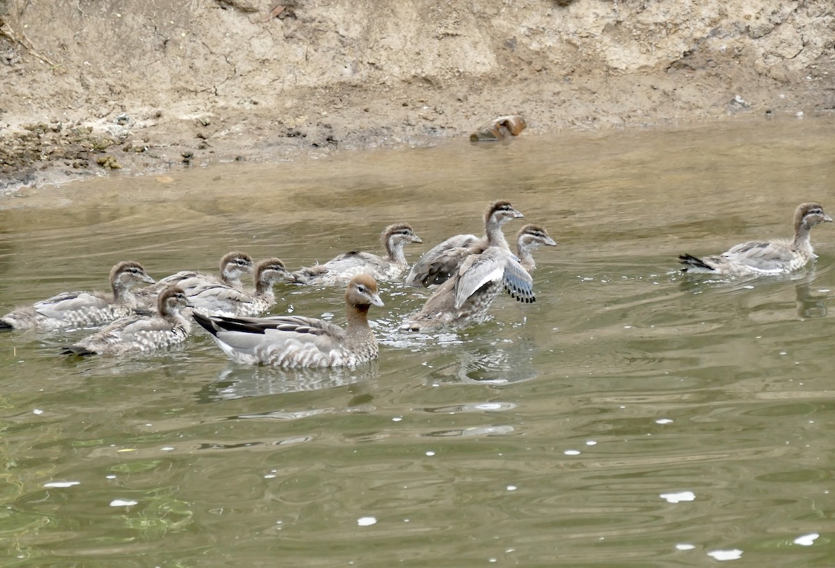 Maned Duck - ML611116510