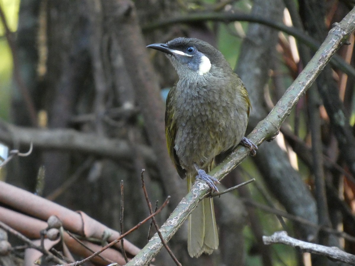 Lewin's Honeyeater - ML611116529