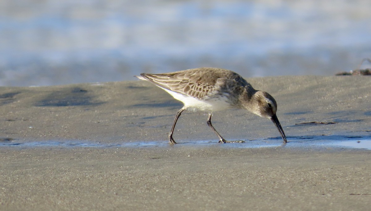 Dunlin - ML611116695