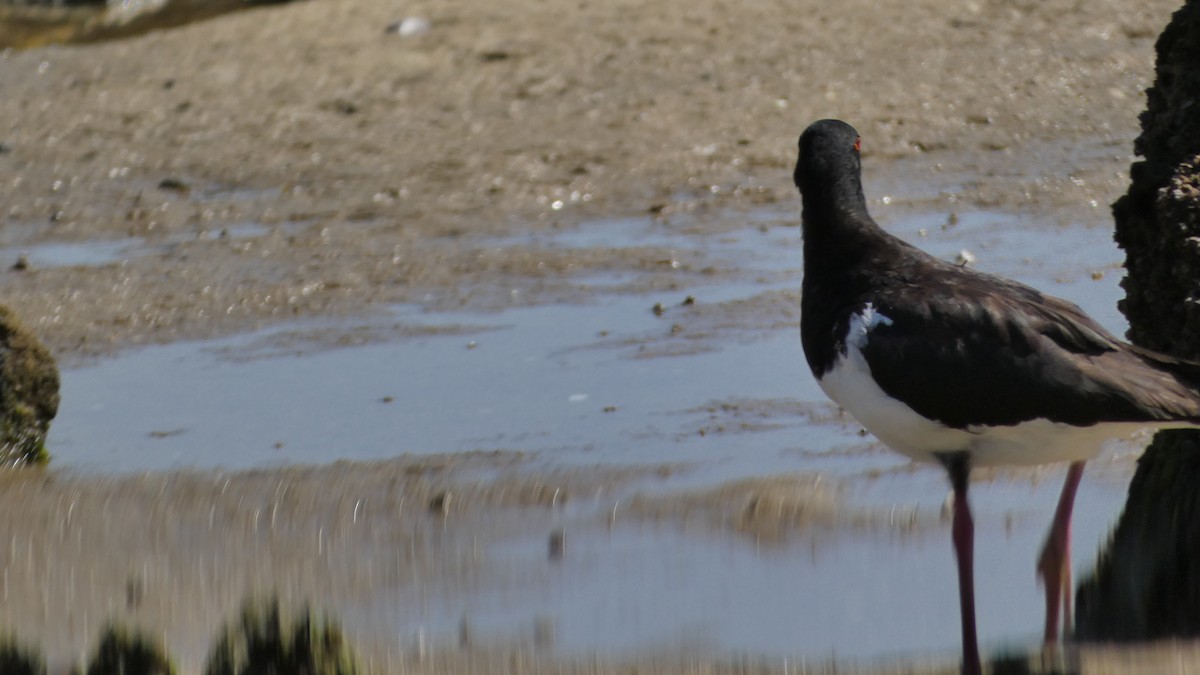 Pied Oystercatcher - ML611116738