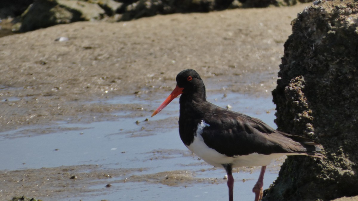 Pied Oystercatcher - ML611116739