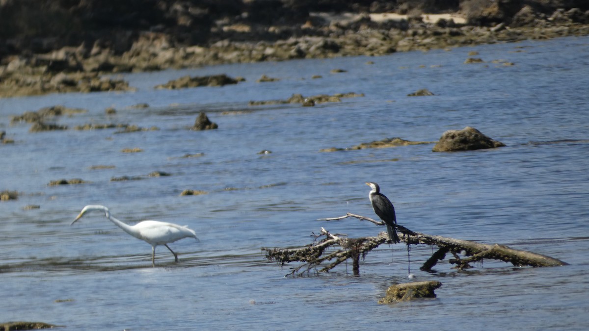 Little Pied Cormorant - ML611116746