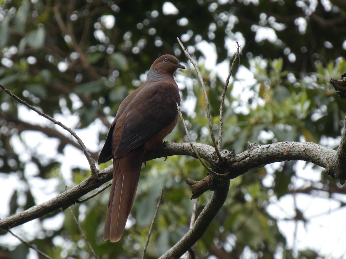 Brown Cuckoo-Dove - ML611116790