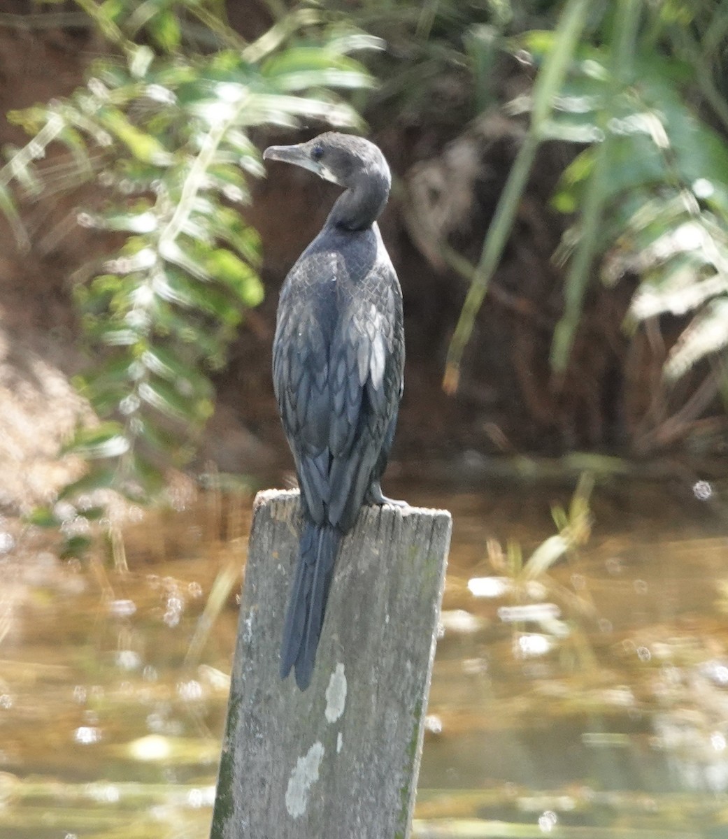 Little Cormorant - ML611116793