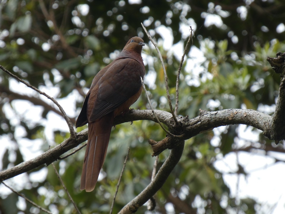Brown Cuckoo-Dove - ML611116794