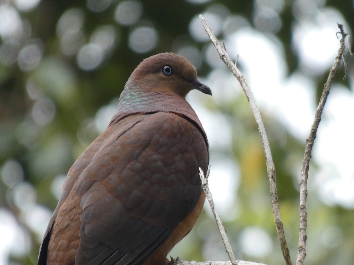 Brown Cuckoo-Dove - ML611116795