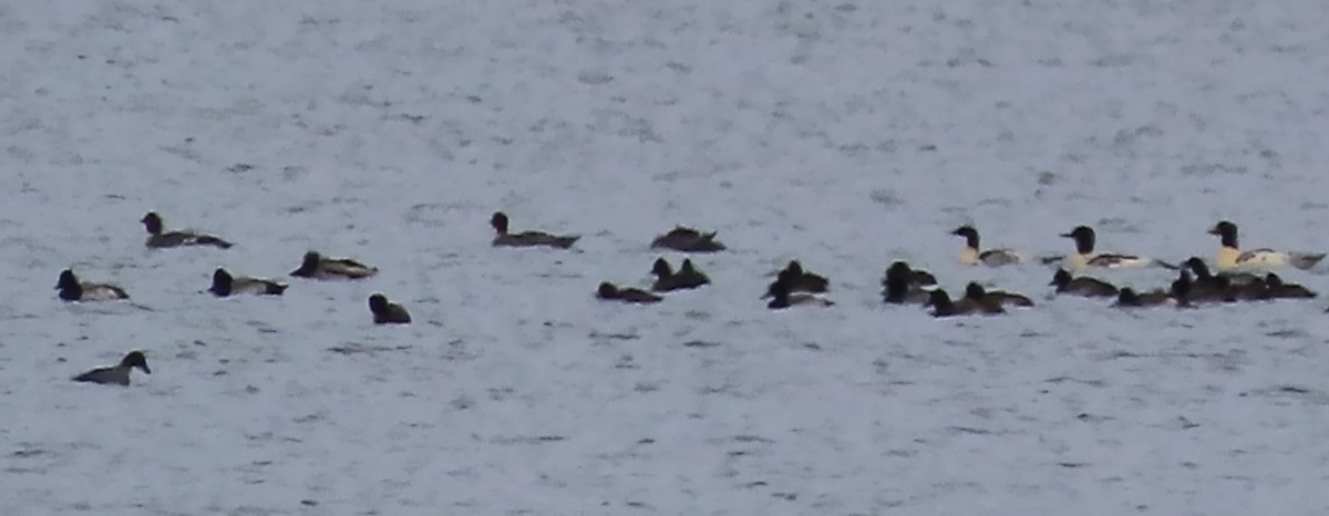 Lesser Scaup - ML611116805