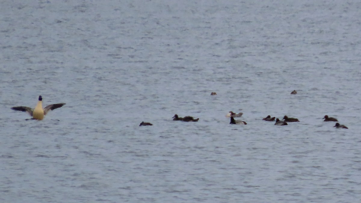 Lesser Scaup - ML611116808