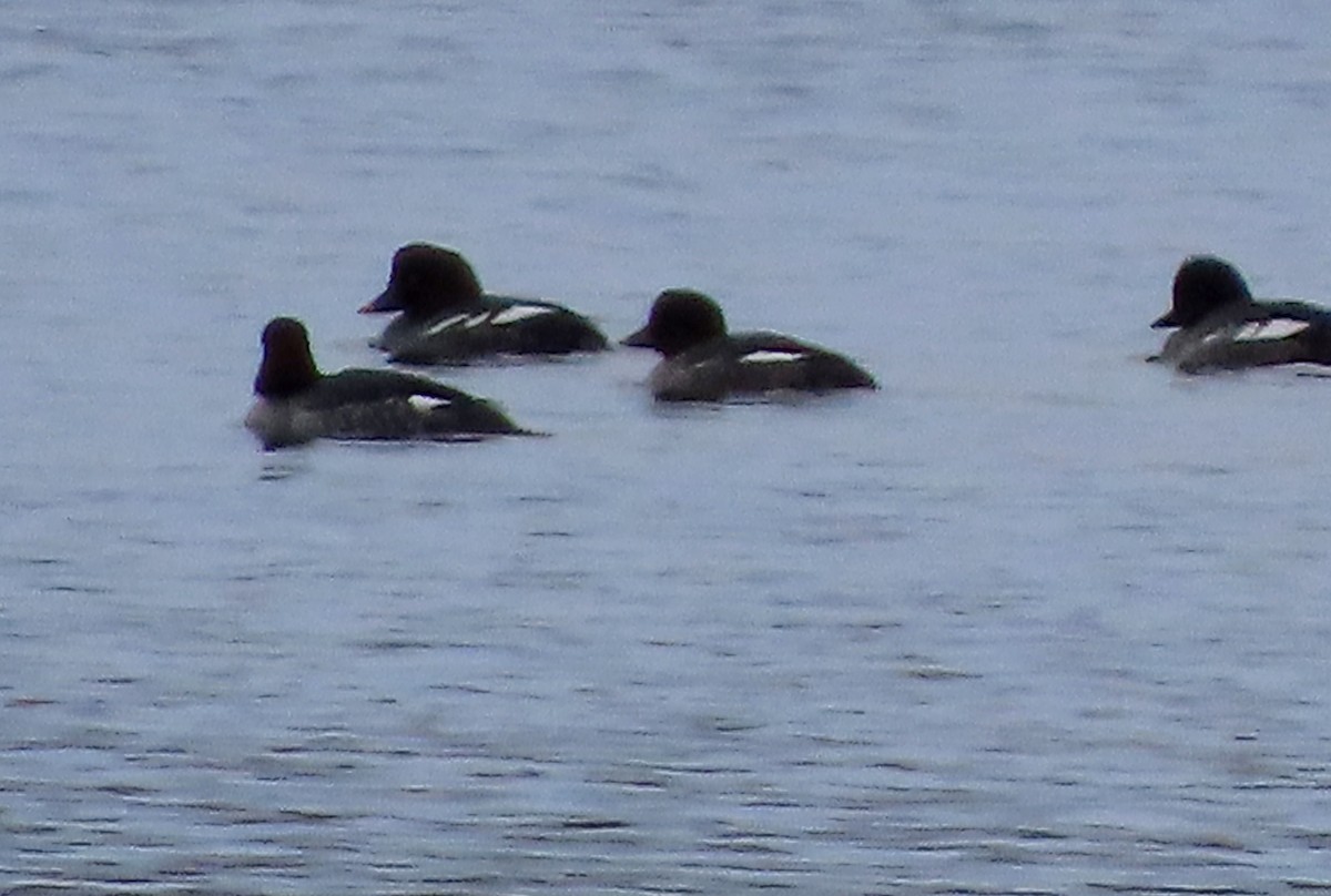 Common Goldeneye - ML611116899