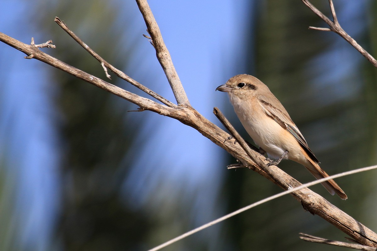 ťuhýk mongolský - ML611116937