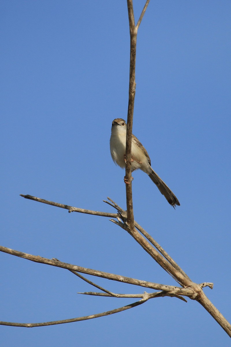 prinie jihoasijská - ML611116940