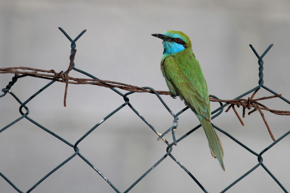 vlha arabská - ML611116953