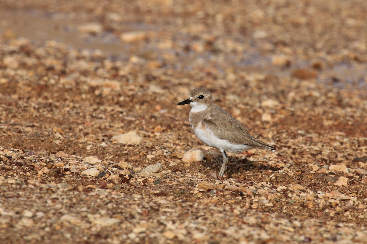 kulík větší - ML611116970