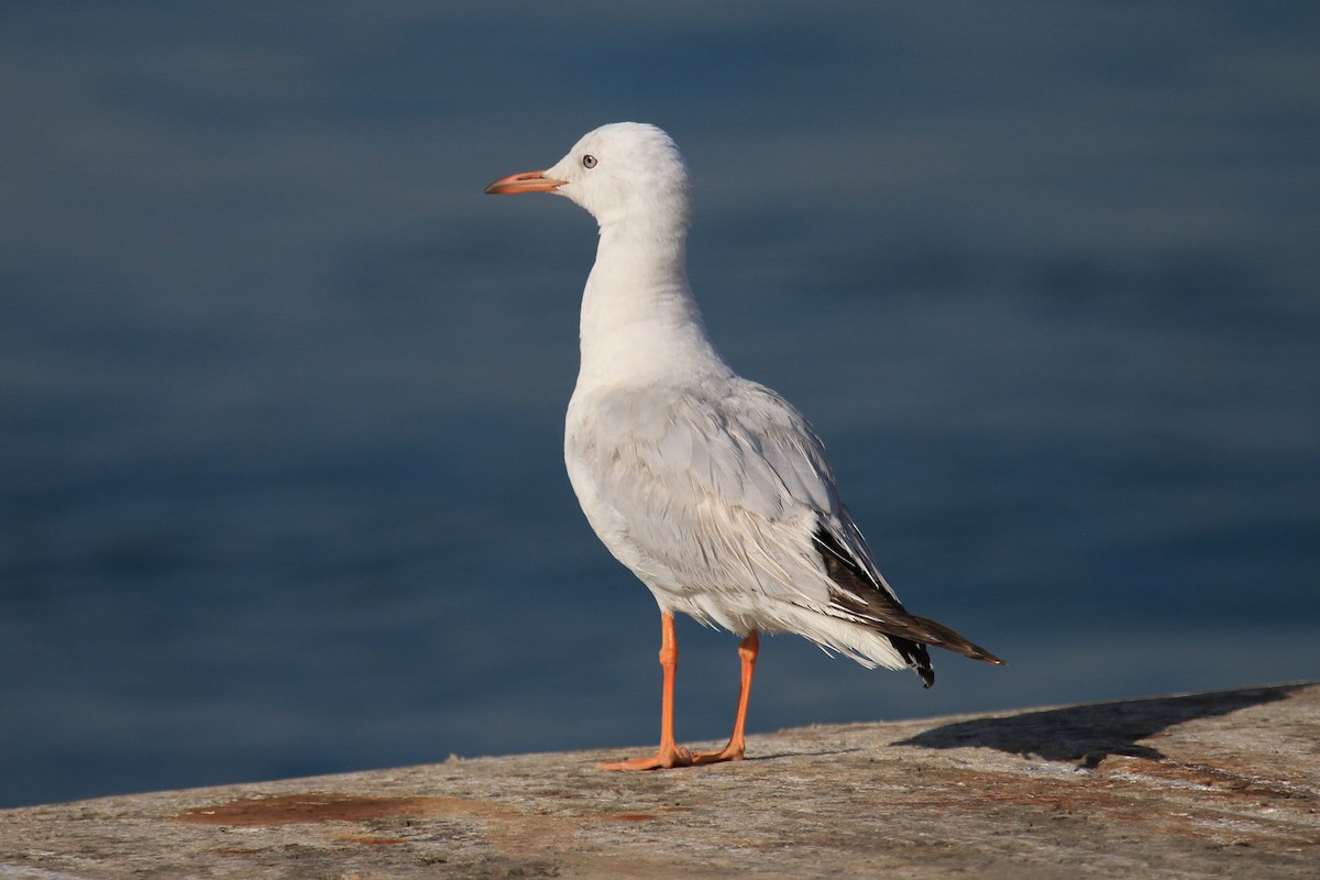 Gaviota Picofina - ML611116975