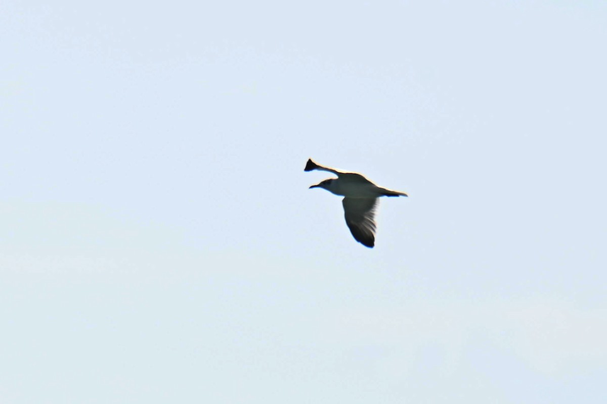 Laughing Gull - ML611116976