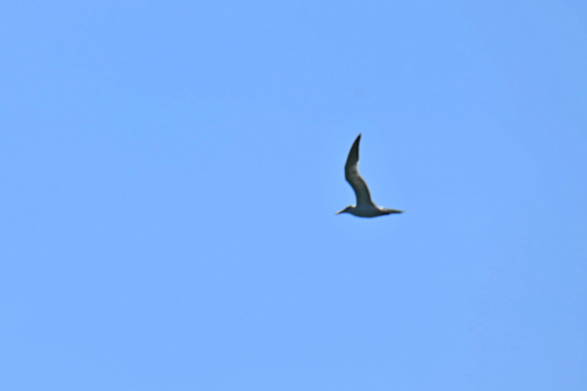 Royal Tern - ML611116977