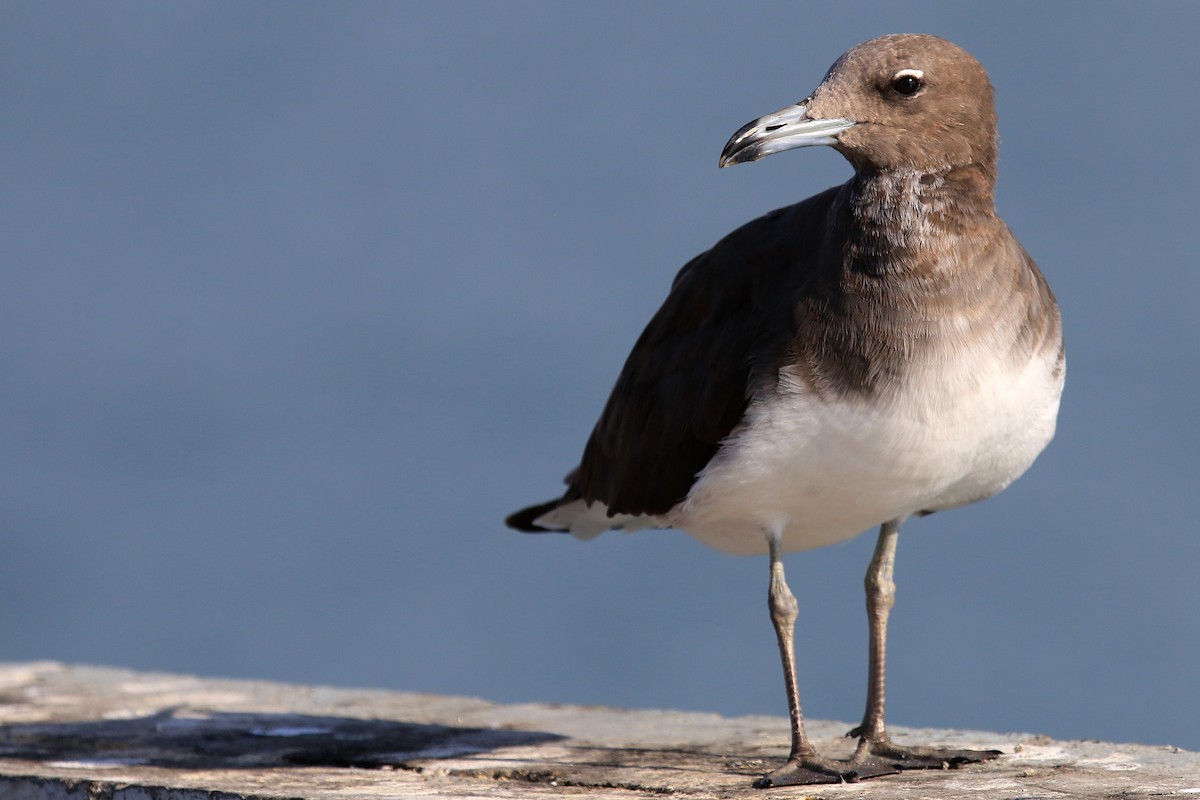 Gaviota Cejiblanca - ML611116979