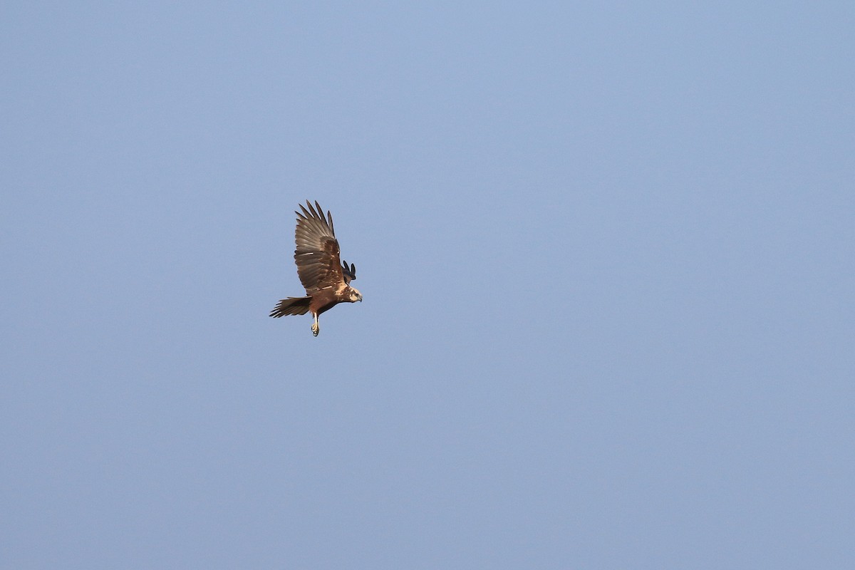 moták pochop - ML611116981