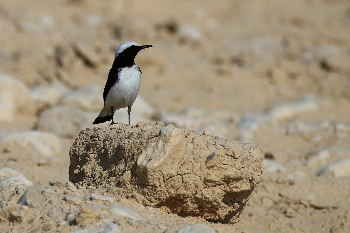 bělořit arabský - ML611116995