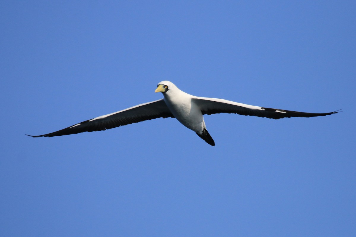 terej maskový - ML611117001