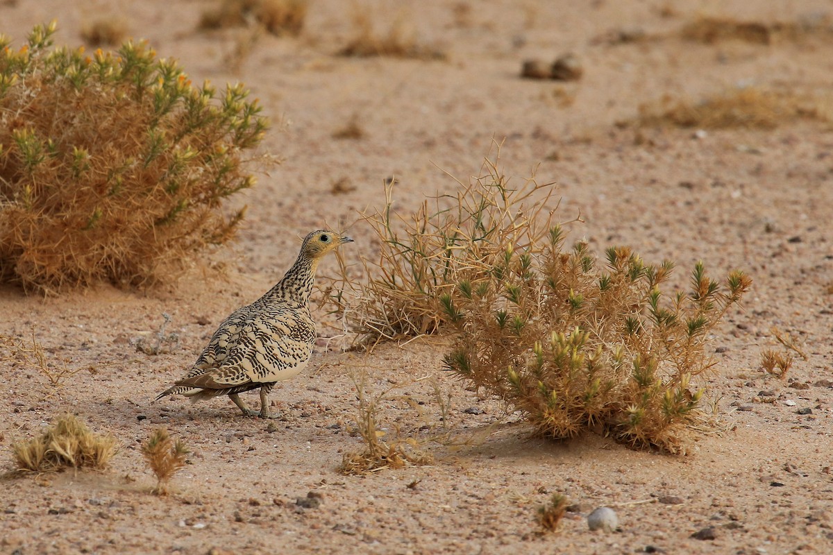 stepokur hnědobřichý - ML611117009