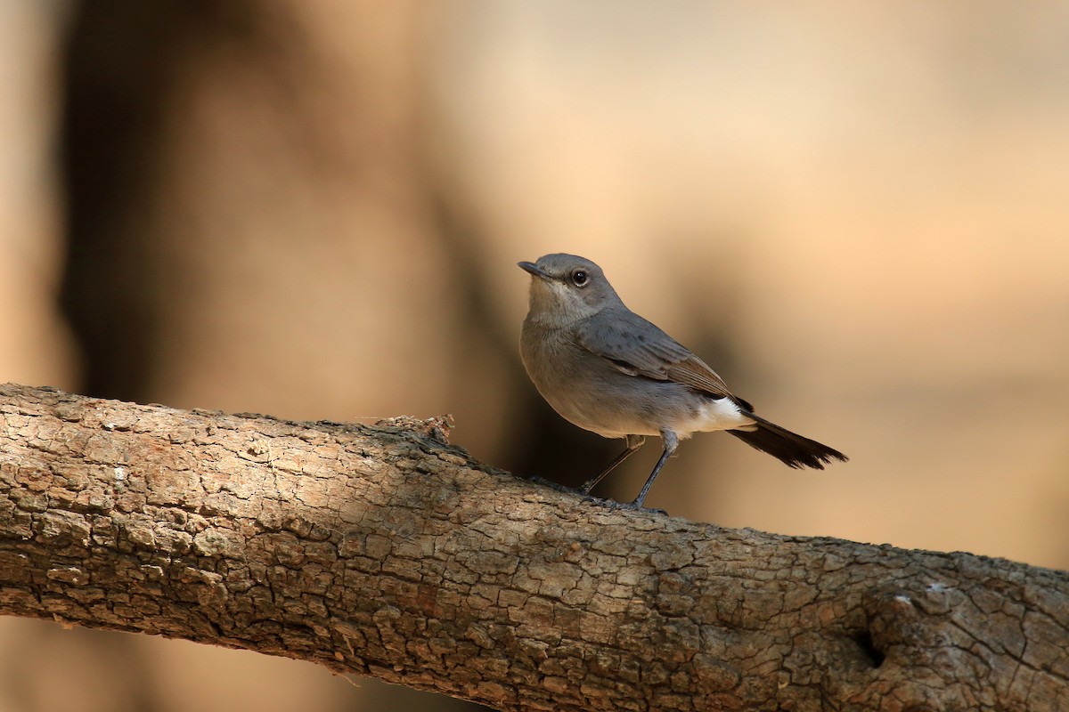 skalníček černoocasý - ML611117012