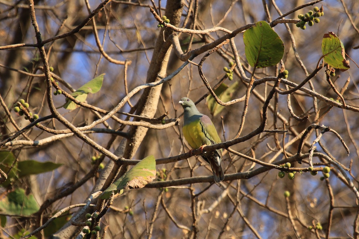 holub sahelský - ML611117013