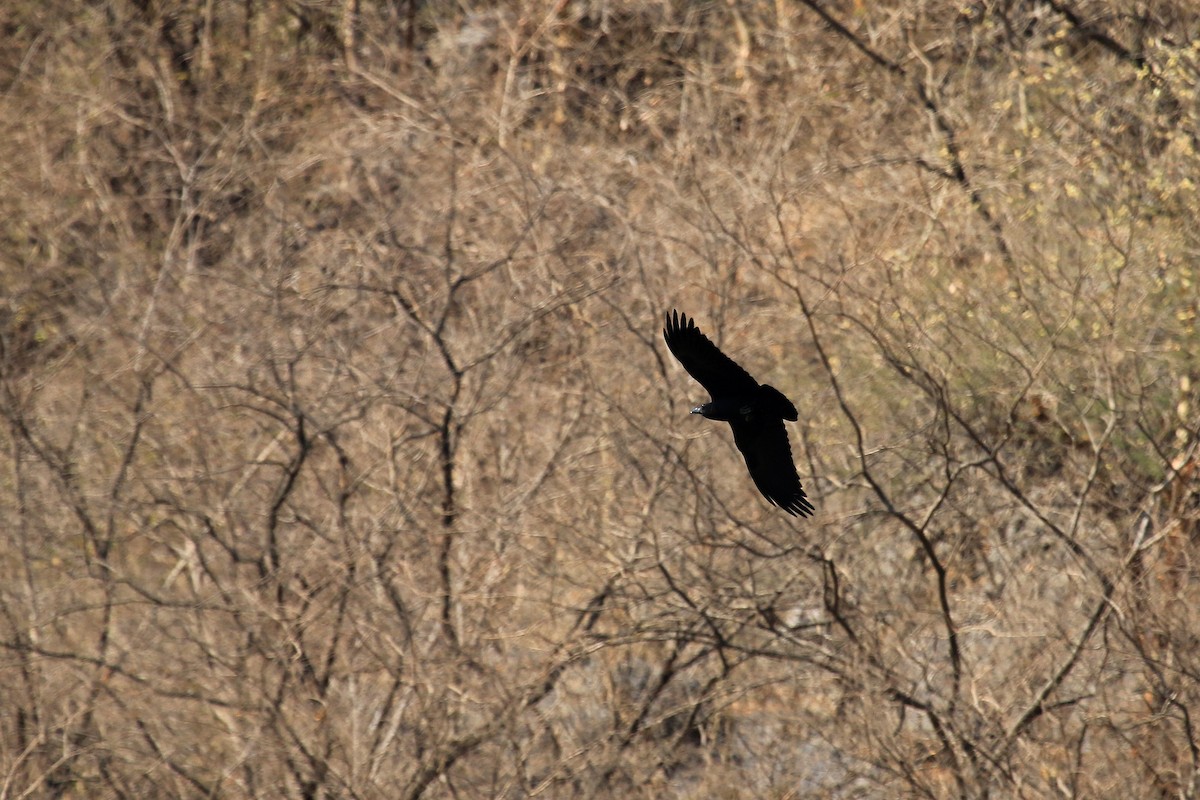 krkavec krátkoocasý - ML611117015