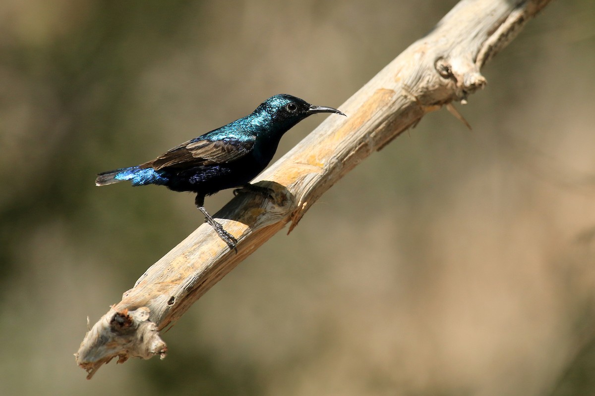 strdimil fialový - ML611117024